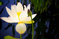 Lotus