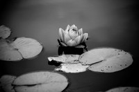 Squarespace
